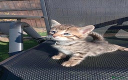Bengal cats for sale: Manecoon x bengal kittens mink & grey  - Image 6