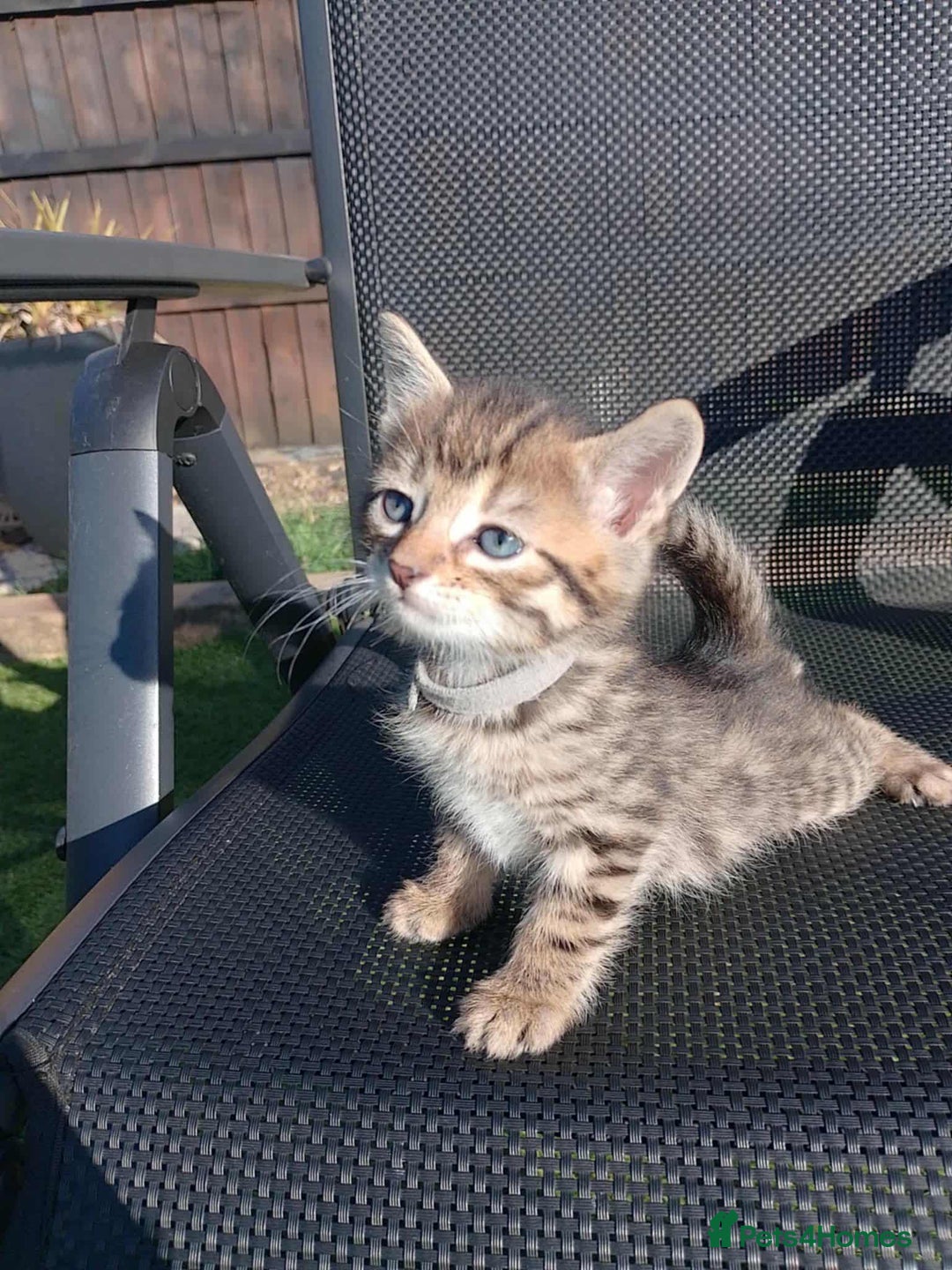Bengal cats for sale: Manecoon x bengal kittens mink & grey  - Image 6