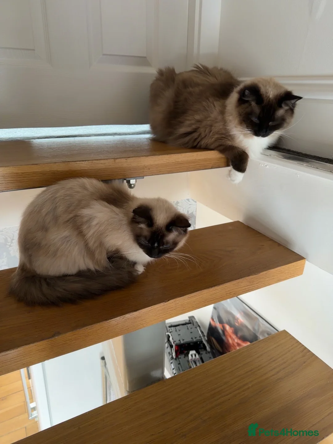 Ragdoll cats for sale: Two Beautiful Ragdoll Cats – Toby & Cleo - Advert 1