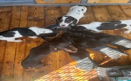 Dachshund dogs for sale: Dachshund puppie - Image 9