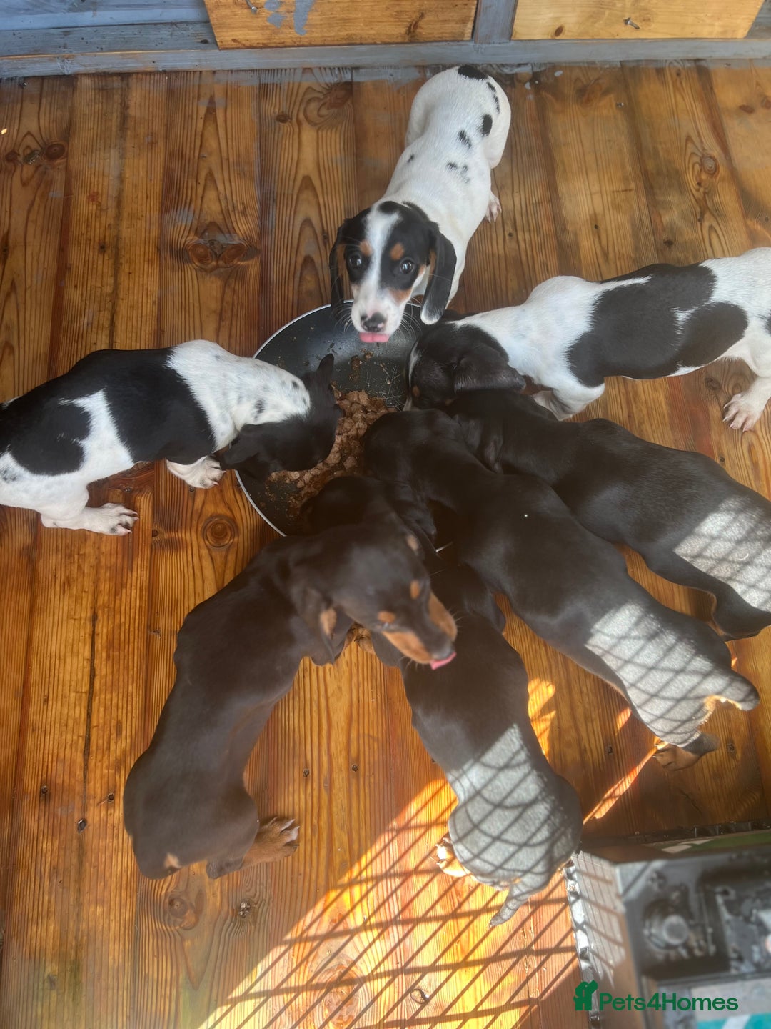 Dachshund dogs for sale: Dachshund puppie - Image 9