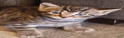 Bengal cats for sale: Gorgeous boy Bengal x kitten in Crawley - Advert 7