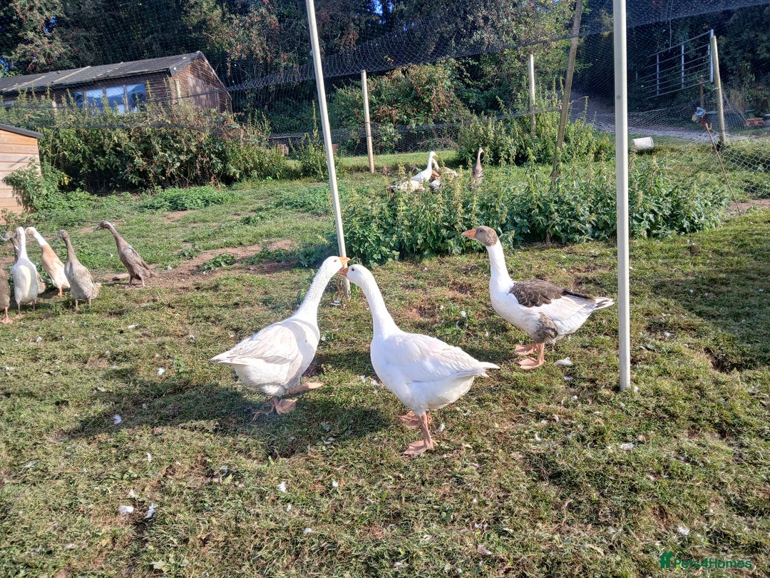 Geese poultry for sale: Embden x toulouse geese - Image 2