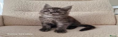 Maine Coon Kitten 4
