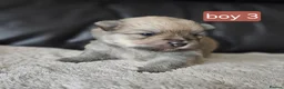 Pomeranian dogs for sale: Beautifull litter of full pomeranians - Advert 11
