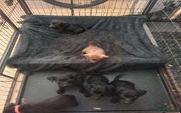 Patterdale Terrier dogs for sale: Patterdale pups for sale ready now - Image 3