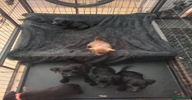 Patterdale Terrier dogs - Advert 5