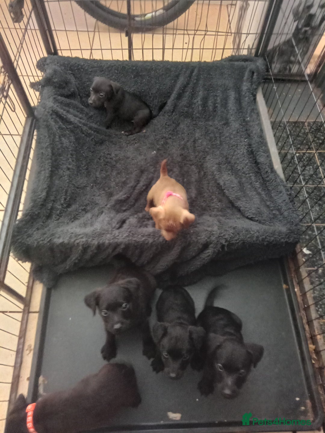 Patterdale Terrier dogs for sale: Patterdale pups for sale ready now - Image 3