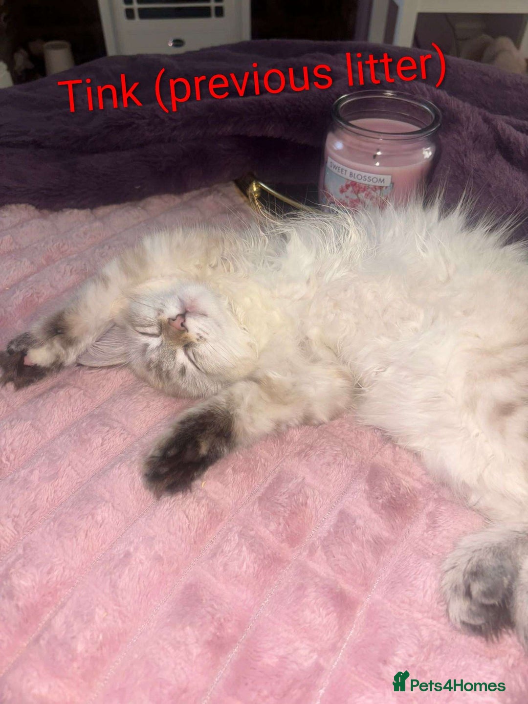 Siberian cats for sale: Purebred Siberian Kittens - GREAT for ALLERGY - Advert 2