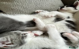 Domestic Shorthair cats for sale: Beautiful litter of kittens for sale - Image 20
