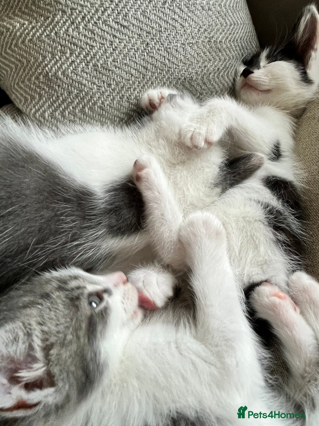 Domestic Shorthair cats for sale: Beautiful litter of kittens for sale - Image 20