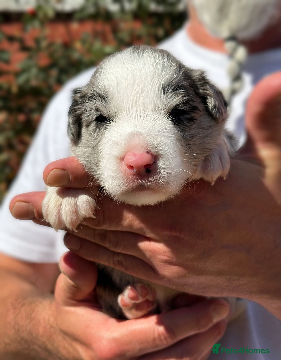 Border Collie dogs for sale: Champion line puppies  - Image 1