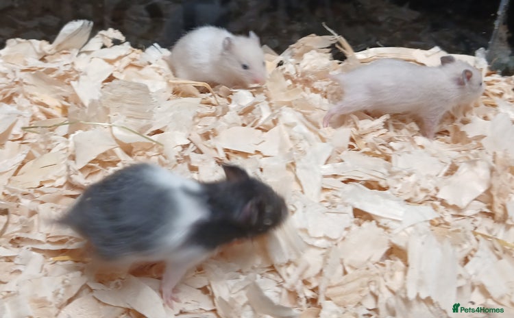 Hamster rodents - Advert 8