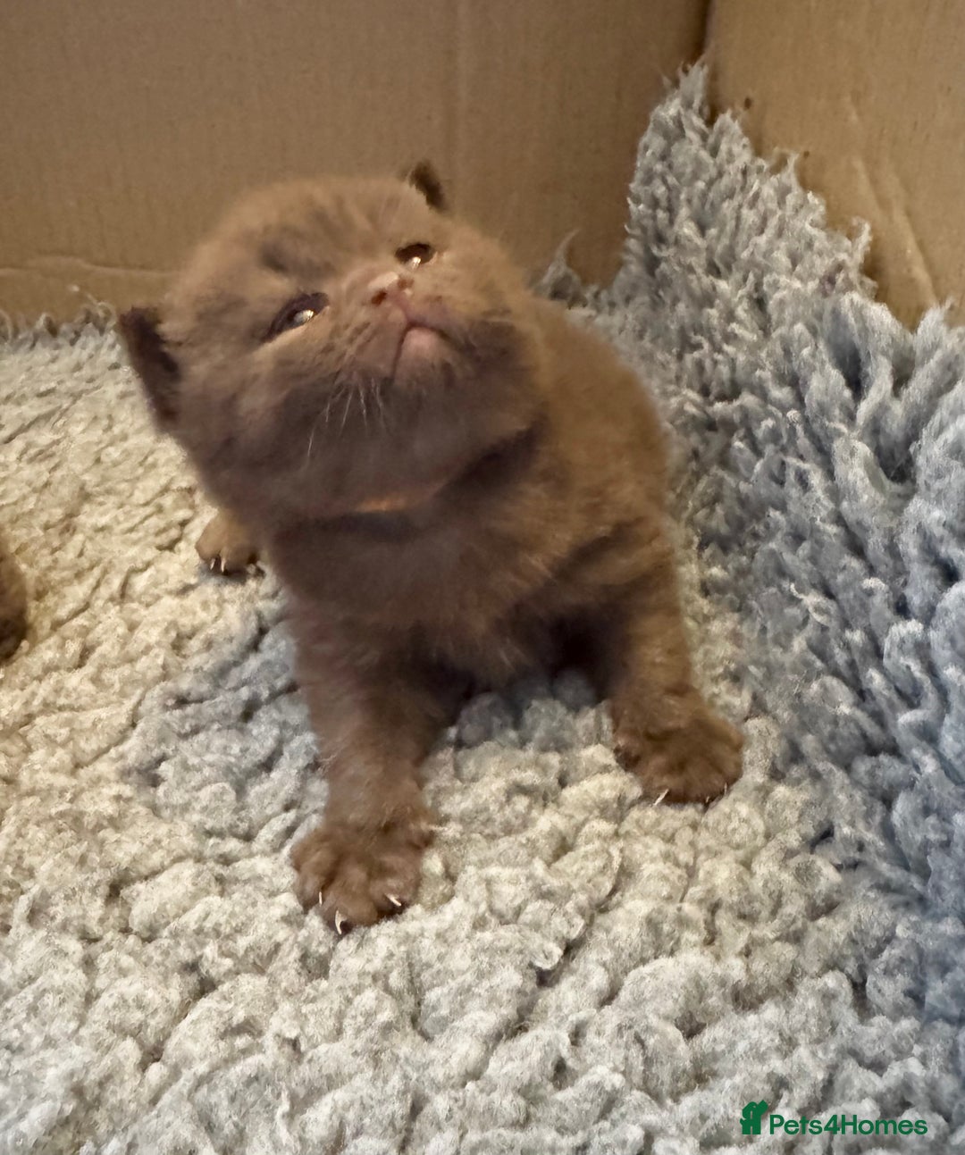 British Shorthair cats for sale: IGRCH & GRCH Sired GCCF reg British Shorthair  - Image 13