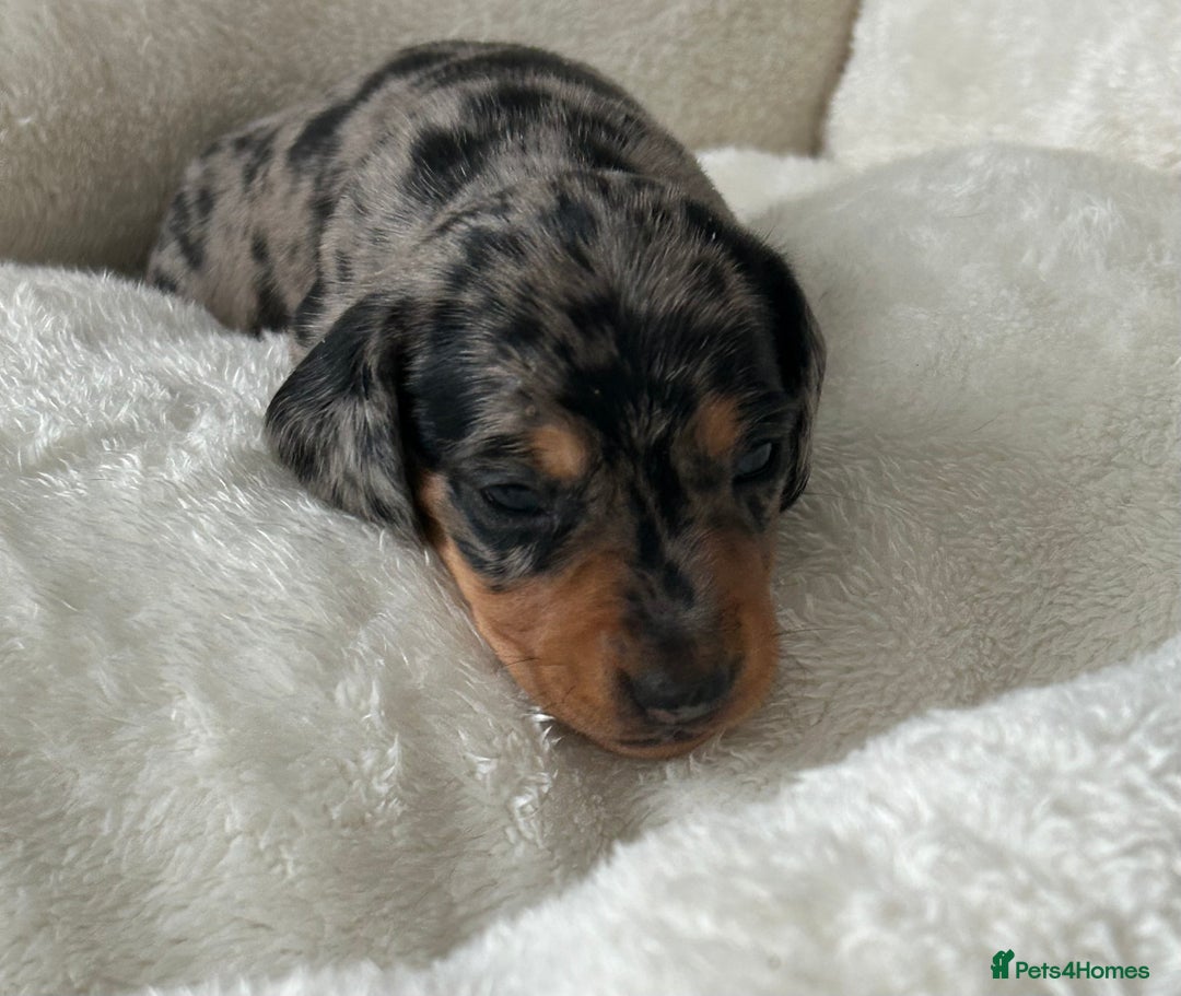 Miniature Dachshund dogs for sale: 1 boy left beautiful silver dapple boys  - Image 5
