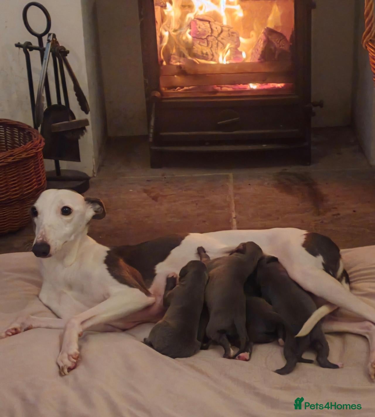 Mixed Breed dogs for sale: Wiggys for sale - Advert 1