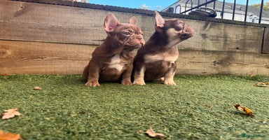 French Bulldog dogs - Advert 7