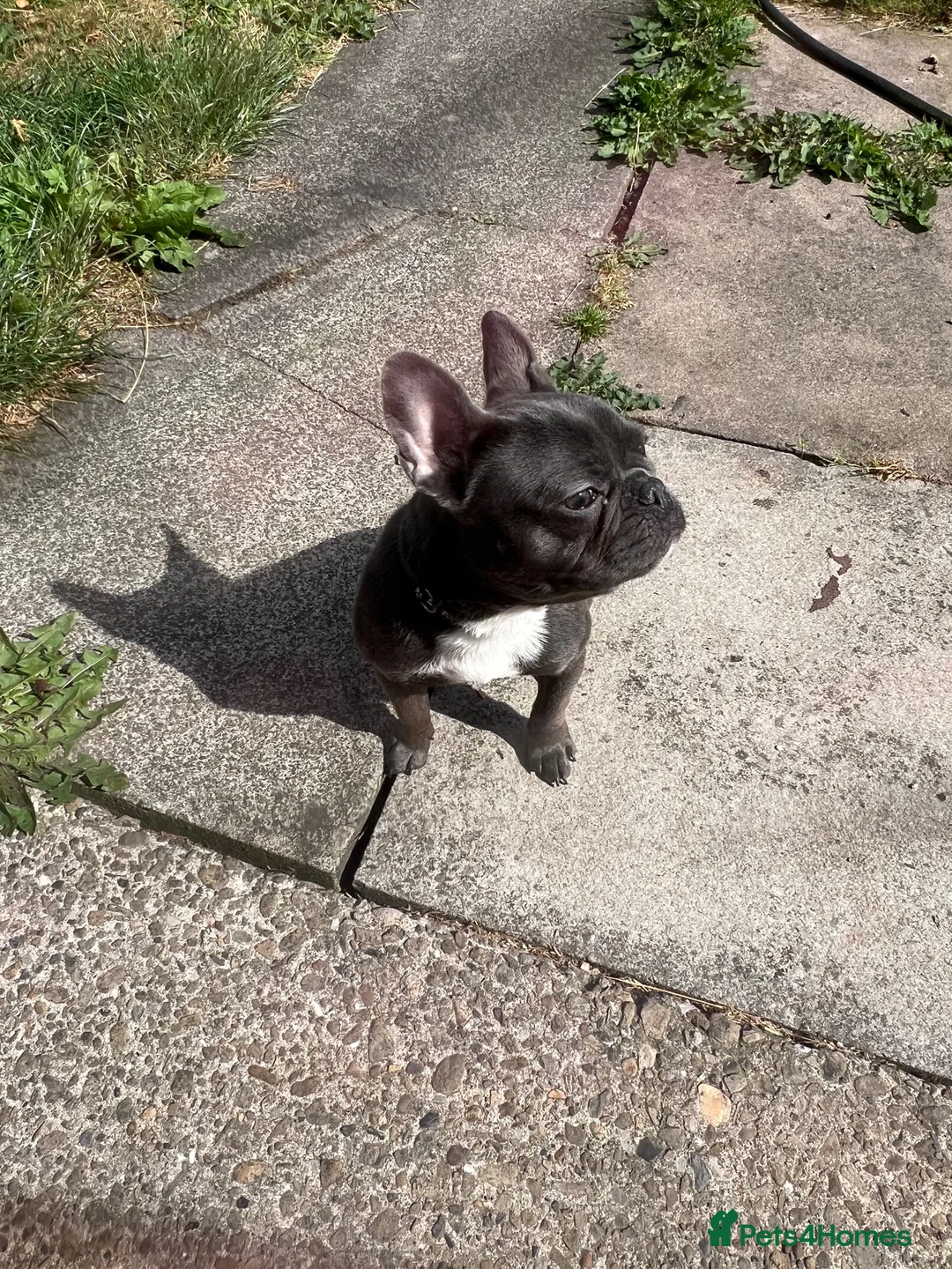 French Bulldog dogs for sale: French bulldog pup in Newcastle upon Tyne - Advert 2