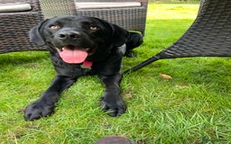 Labrador Retriever dogs for sale: Black Lab - Image 6