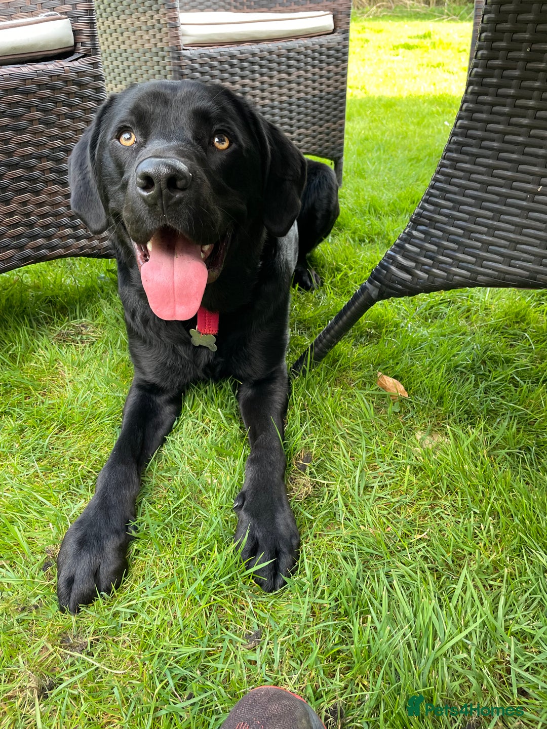 Labrador Retriever dogs for sale: Black Lab - Image 6