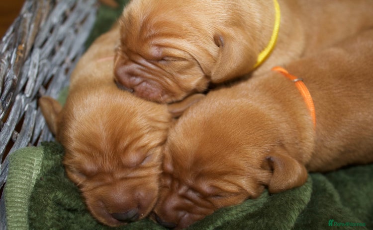 Labrador Retriever dogs - Advert 15