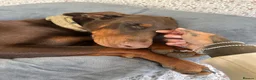 Dobermann dogs for sale: Beautiful family dobermans * 3 pups left * - Advert 16