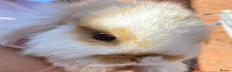 Mini Lop rabbits for sale: STUNNING PURE BREED MINI LOPS AMAZING COLOURS  - Advert 6