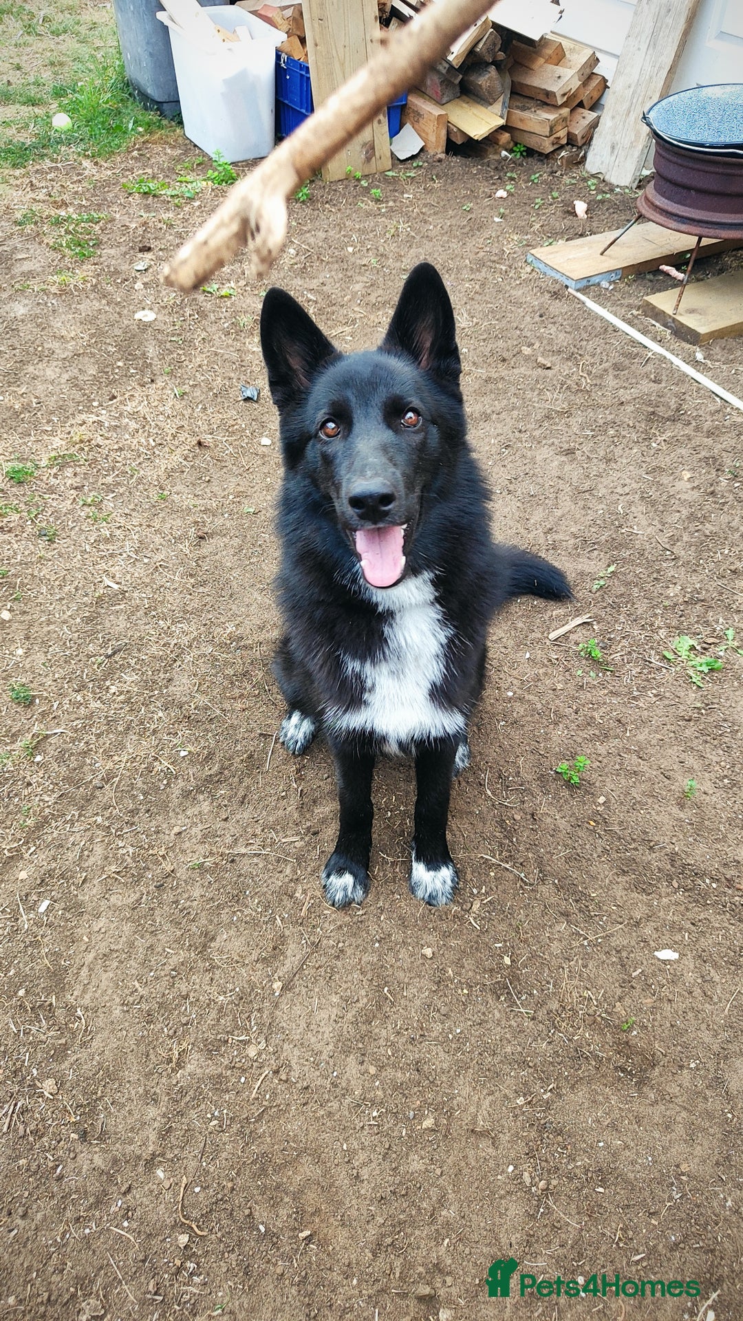 Shepsky dogs for sale: Nyxie - Image 3