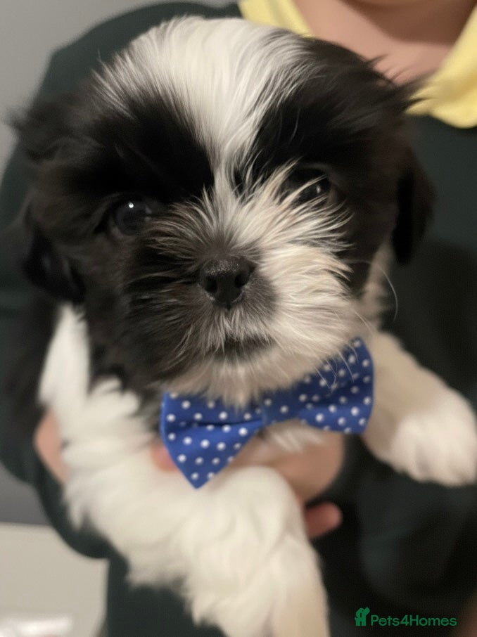 Shih Tzu dogs Shih Tzu puppies  - Advert 9
