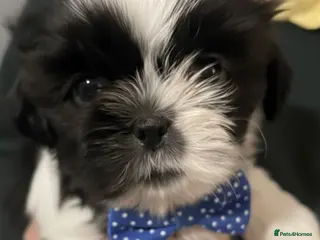 Shih Tzu dogs Shih Tzu puppies - Advert 9