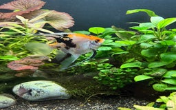 Angelfish fish for sale: Multicoloured - Image 1