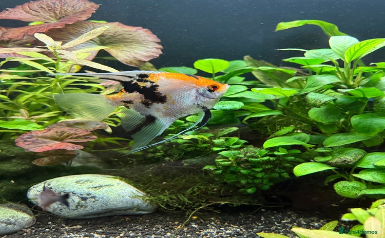 Angelfish fish - Advert 4