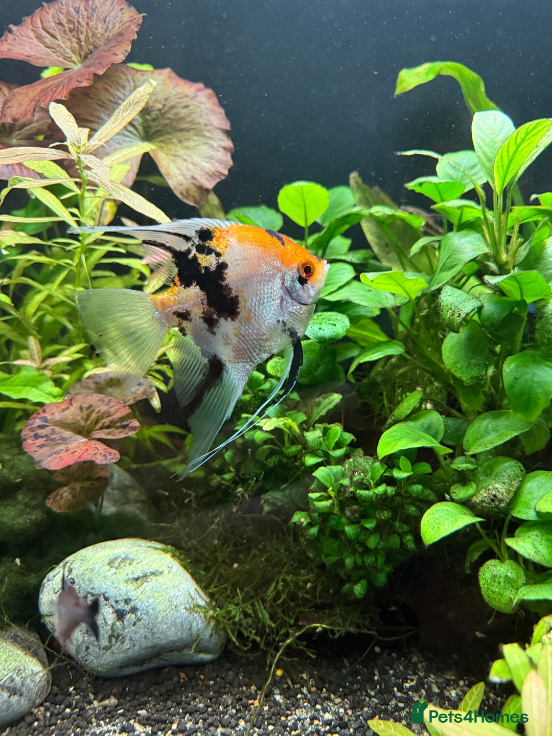 Angelfish fish for sale: Multicoloured - Image 1