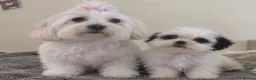 Malshi dogs for sale: RARE TINY MALSHI – A LITTLE PRINCESS!  - Advert 8