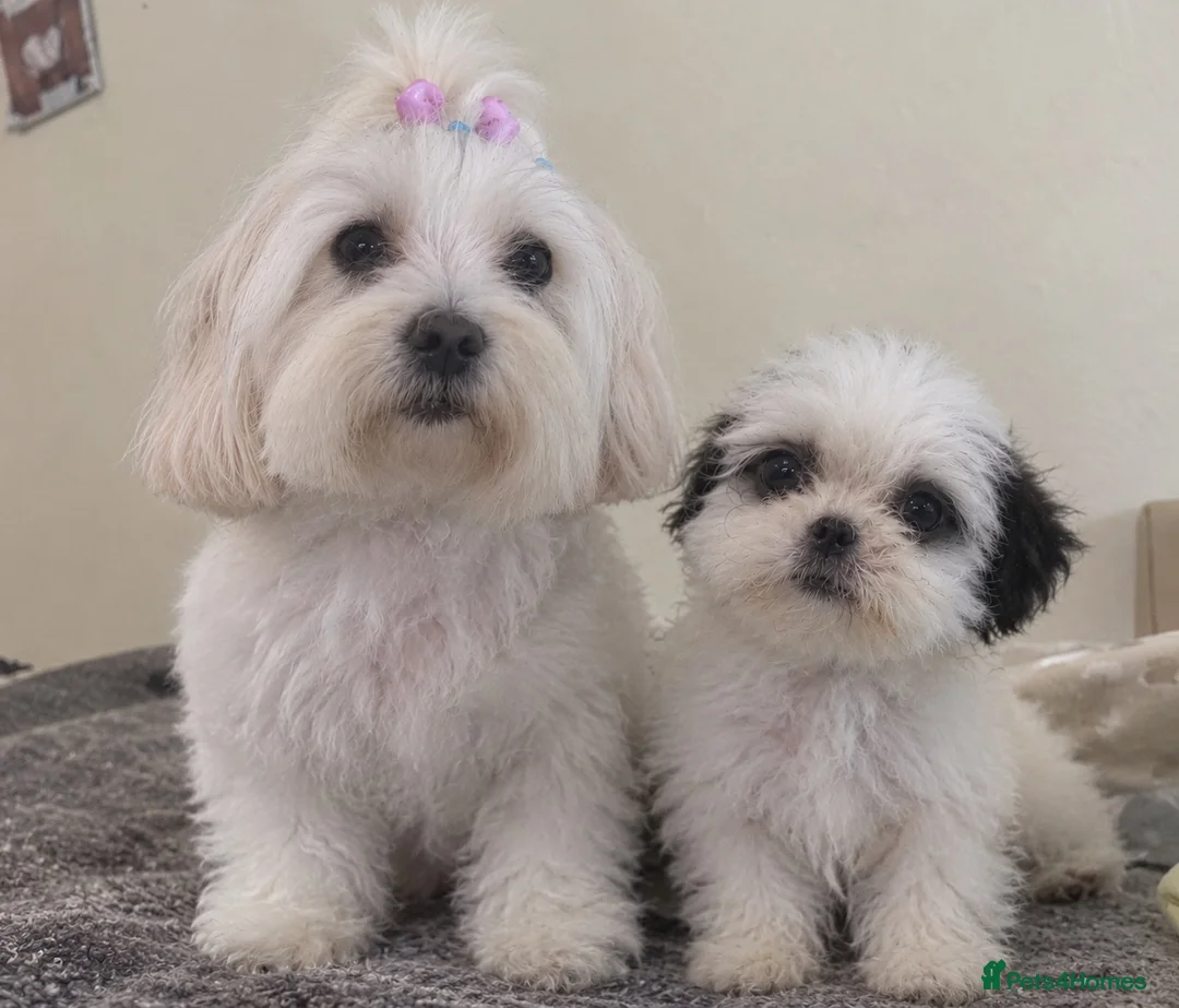 Malshi dogs for sale: RARE TINY MALSHI – A LITTLE PRINCESS!  - Advert 8