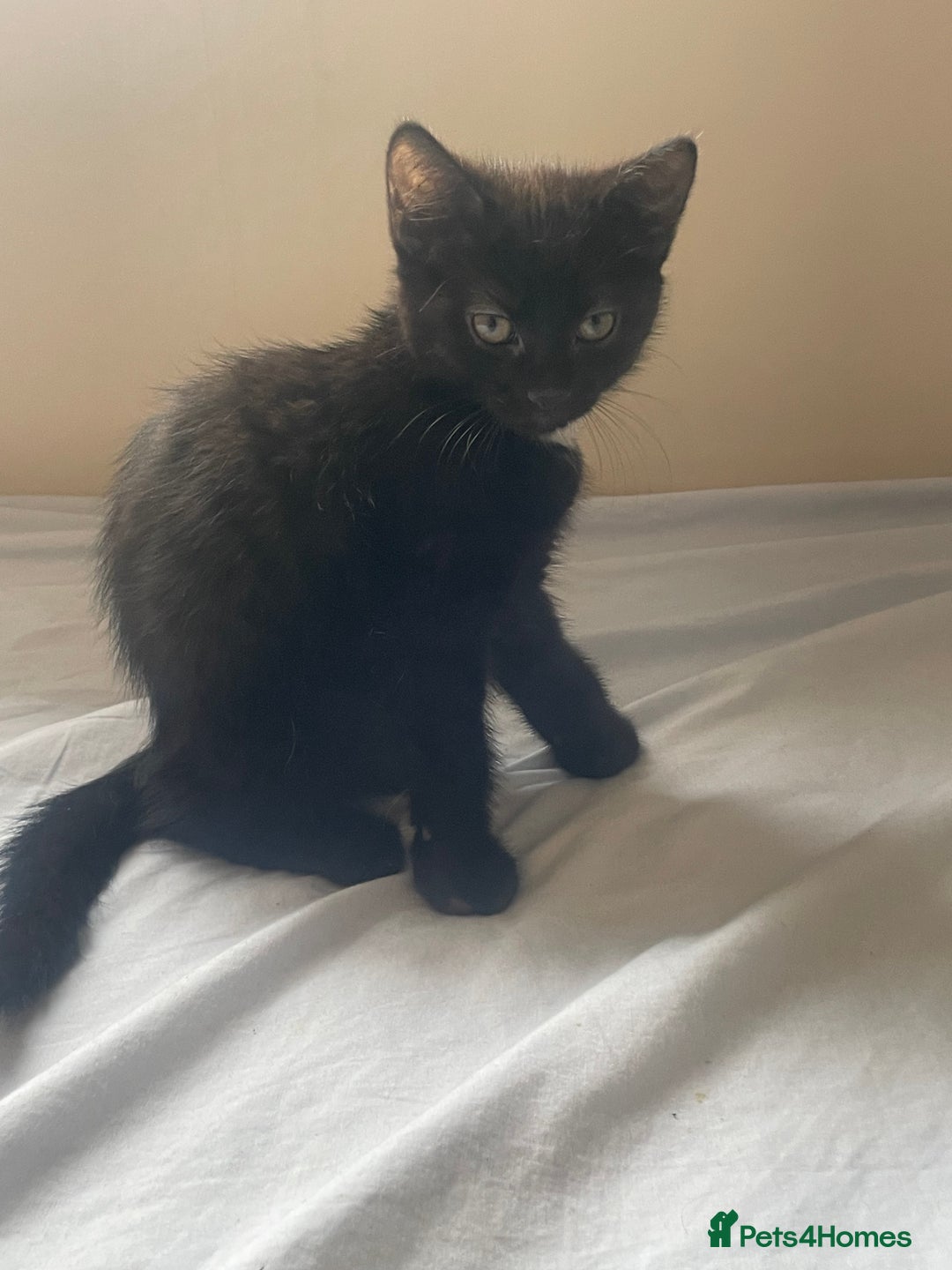 Mixed Breed cats for sale: Adorable black kitten for sale - Advert 2