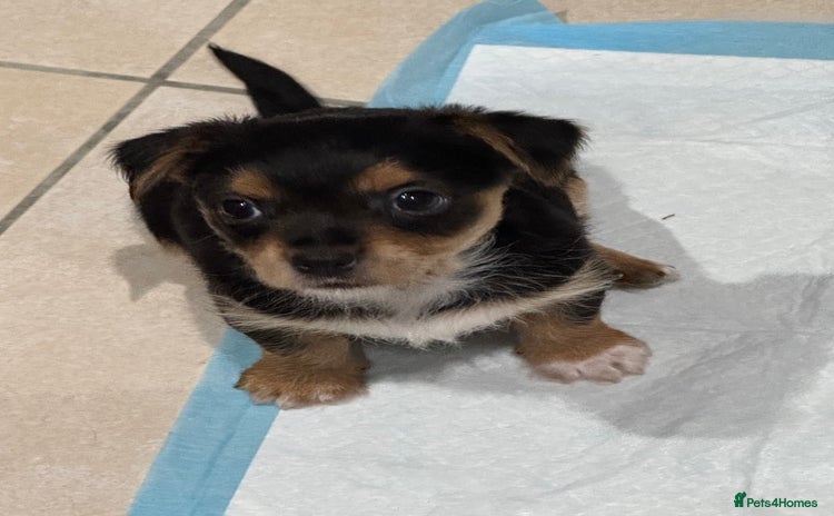 Chorkie dogs - Advert 1