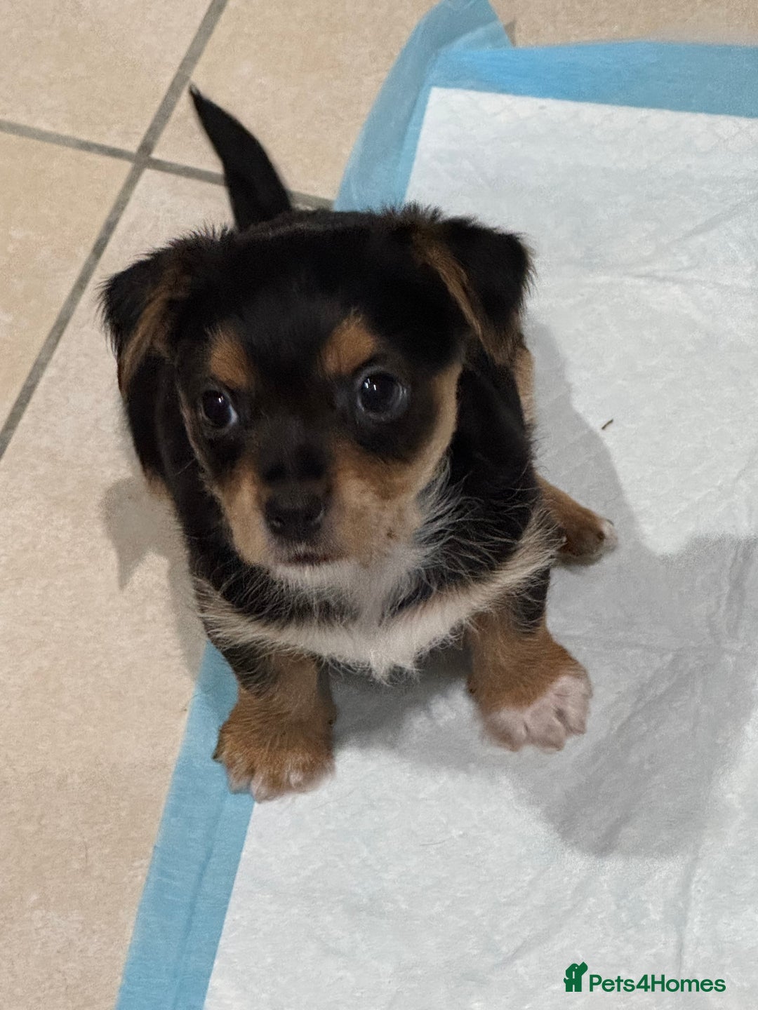 Chorkie dogs for sale: Chorkie puppies girl and boy Ready for home now - Image 3