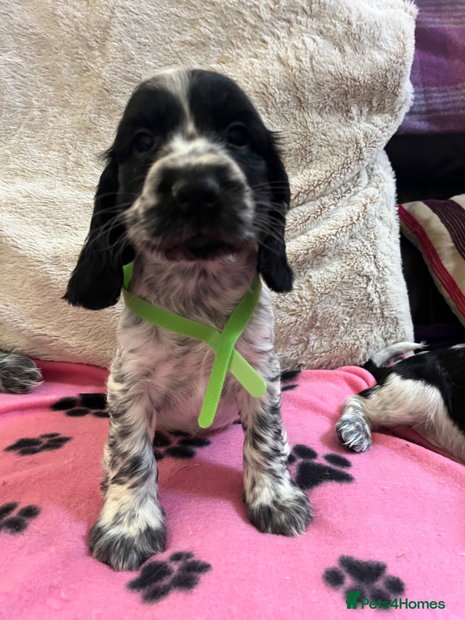Cocker Spaniel dogs Stunning show type cocker spaniel puppies  - Advert 9