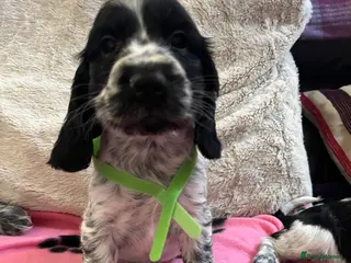 Cocker Spaniel dogs Stunning show type cocker spaniel puppies - Advert 9