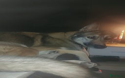 German Shepherd dogs for sale: Female German shepard  - Image 15