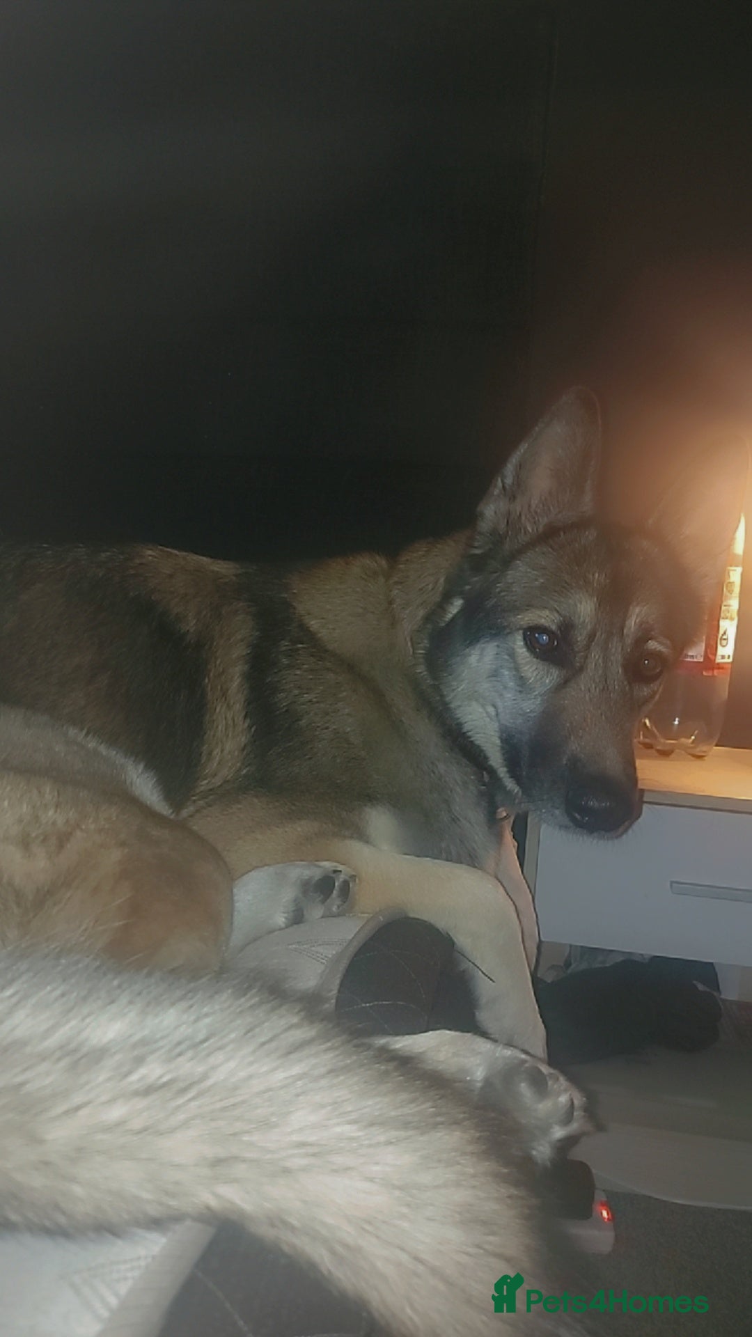 German Shepherd dogs for sale: Female German shepard  - Image 15
