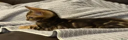 Bengal cats for sale: Beautiful Bengal  - Advert 4