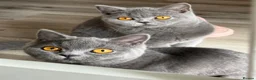 British Shorthair cats for sale: Older BSH kittens looking for their forever home🐾 - Advert 3