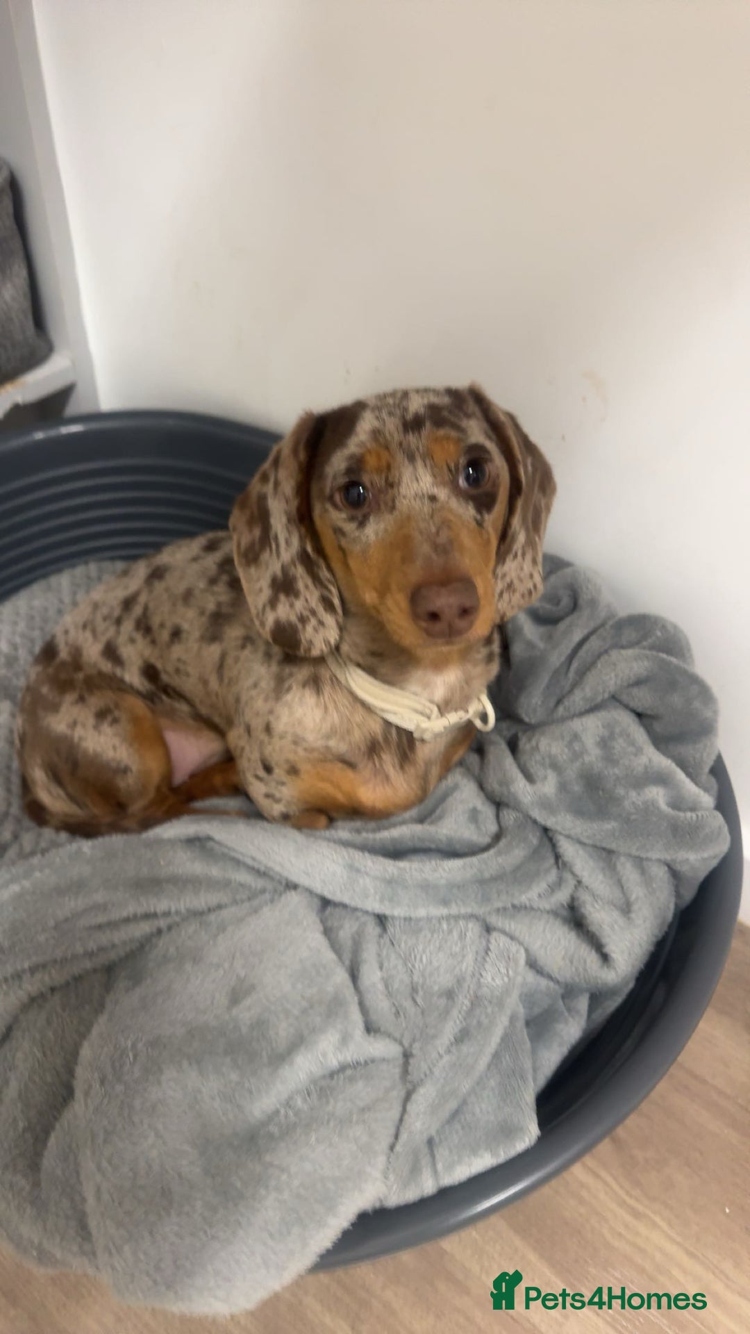 Miniature Dachshund dogs for sale: beautiful dapple miniature daschund girl🤍  - Advert 7