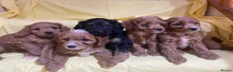 Cavapoo dogs for sale: Cavapoos f1 Health tested  - Advert 11