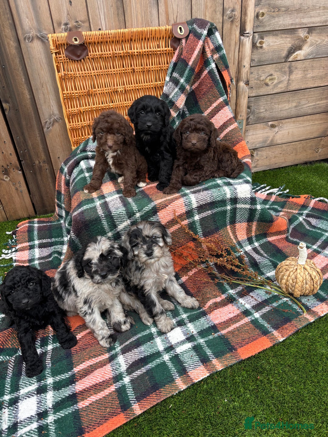 Cockapoo dogs for sale: Cockapoo Puppies  - Image 1