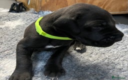 Great Dane dogs for sale: Great Dane pups our own 4th Generation  - Image 12