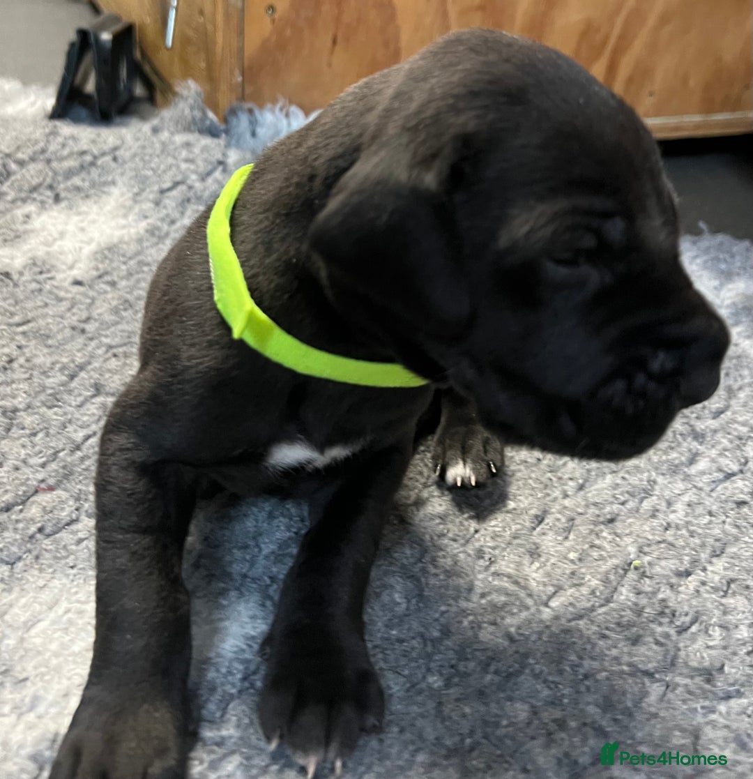 Great Dane dogs for sale: Great Dane pups our own 4th Generation  - Image 12