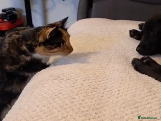 Mixed Breed dogs for sale: Milo mixed breed - Advert 1